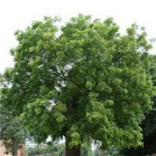 Neem Tree Extract 1 Litre